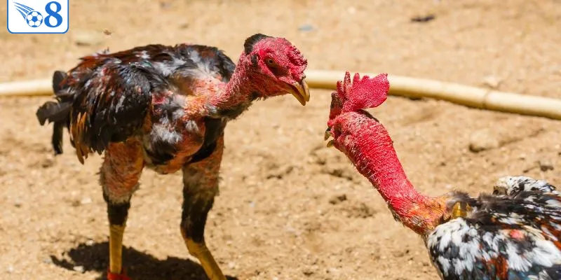 O8 > Truy Cập Link O8 Chính 2026 > Đăng Ký Nhận 88K 6 Đá gà là game được yêu thích nhất tại O8